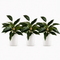 16.5" Realistic Touch Artificial Dieffenbachia Plant - Set of 3