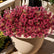 Autumn Faux Silk Daisy Flowers Halloween - Set of 12 #color_Dark Red