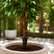 3.94‘ Realistic Ficus Banyan Tree with Natural Wood Trunk
