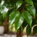 3.94‘ Realistic Ficus Banyan Tree with Natural Wood Trunk