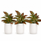 16.5" Realistic Touch Artificial Dieffenbachia Plant - Set of 3