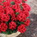 13" Red Artificial Geranium Silk Flowers - Set of 6