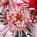 28" Real Texture Faux Chrysanthemum Flowers - Set of 3