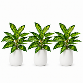 16.5" Realistic Touch Artificial Dieffenbachia Plant - Set of 3
