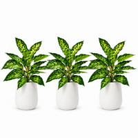 16.5" Realistic Touch Artificial Dieffenbachia Plant - Set of 3