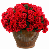 13" Red Artificial Geranium Silk Flowers - Set of 6