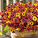 Autumn Faux Silk Daisy Flowers Halloween - Set of 12 #color_3-Color Mix