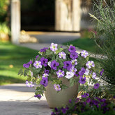 Artificial Petunia Faux Flowers UV for Outdoor Indoor - 2 Pcs #color_Purple