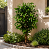 3.94‘ Realistic Ficus Banyan Tree with Natural Wood Trunk