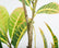34In Realistic Artificial Croton Plant Stems for Indoor Outdoor-Set of 2