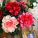 27“ Realistic Faux Peony Silk Flowers with Lush Green Leaves - Set of 3 #color_dark pink