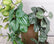 3’ Artificial Hanging Tropical Green Foliage Vines - Set of 3