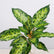 16.5" Realistic Touch Artificial Dieffenbachia Plant - Set of 3