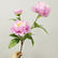 30" Realistic Touch 3-Head Artificial Peony Bouquets - Set of 6
