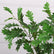 37In Realistic Artificial Oak Leaf Stems-Set of 3