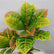 34In Realistic Artificial Croton Plant Stems for Indoor Outdoor-Set of 2