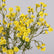 Realistic Artificial Daisy Flowers with Stems for Indoor Outdoor-Set of 6