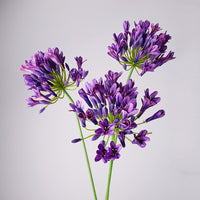 30” Artificial Agapanthus Flowers Lily of the Nile - Set of 3