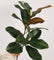 29“ Artificial Magnolia Leaf Stems Bicolor Contrast - Set of 6