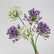 30” Artificial Agapanthus Flowers Lily of the Nile - Set of 3