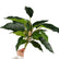 16.5" Realistic Touch Artificial Dieffenbachia Plant - Set of 3