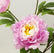 30" Realistic Touch 3-Head Artificial Peony Bouquets - Set of 6