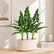 Faux Tropical Plants Greenery for Home Decor - Set of 3