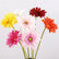 25" Realistic Touch Gerbera Daisy Flowers Decor - Set of 5