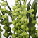 39" Faux Pea Pod Vines Artificial String of Pearls Hanging Plants - Set of 6