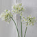 30” Artificial Agapanthus Flowers Lily of the Nile - Set of 3