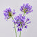 30” Artificial Agapanthus Flowers Lily of the Nile - Set of 3