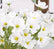24“ Faux Cosmos Flowers Silk Flower Stems - Set of 6
