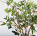 28” Realistic Touch Faux Elm Leaf Branches Ficus Greenery Stems - Set of 6
