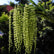 39" Faux Pea Pod Vines Artificial String of Pearls Hanging Plants - Set of 6