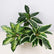 16.5" Realistic Touch Artificial Dieffenbachia Plant - Set of 3