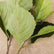 29” Realistic Hydrangea Leaf Stems Mulberry Leaf Branches - Set of 3