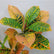34In Realistic Artificial Croton Plant Stems for Indoor Outdoor-Set of 2