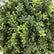 2‘ Artificial Boxwood Topiary Tree with Ground Stake