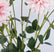 32“ Faux 6-Head Pompon Chrysanthemum Flowers - Set of 3