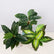 16.5" Realistic Touch Artificial Dieffenbachia Plant - Set of 3