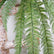 29" Artificial Hanging Boston Fern Stems Faux Persian Fern - Set of 3