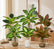 16.5" Realistic Touch Artificial Dieffenbachia Plant - Set of 3