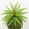Artificial Greenery Bushes 21 Leaves Plants Ferns - Set of 6