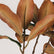 29“ Artificial Magnolia Leaf Stems Bicolor Contrast - Set of 6