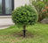2‘ Artificial Boxwood Topiary Tree with Ground Stake