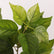 29” Realistic Hydrangea Leaf Stems Mulberry Leaf Branches - Set of 3