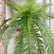 29" Artificial Hanging Boston Fern Stems Faux Persian Fern - Set of 3